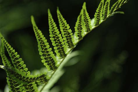 Receipt of Fern Seeds Photograph by Jenny Rainbow - Fine Art America