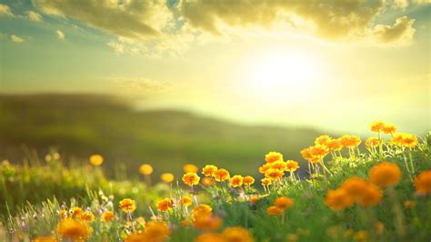 Sunshine and Flowers Wallpapers on WallpaperDog