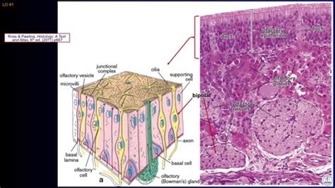 Histology of the nano-oral pharynx larynx Flashcards | Quizlet