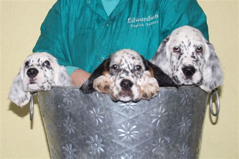 English Setter Puppies For Sale