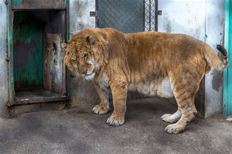 LIGER Panthera: 18 Astonishing Liger Facts - Fact Animal