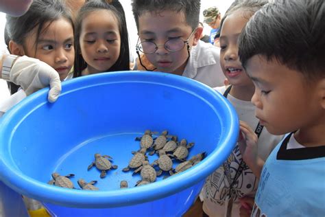 Aboitiz Cleanergy Park releases 1,450 pawikan hatchlings in 2017