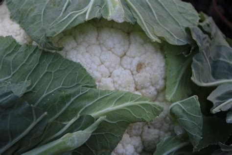 Cauliflower- Snowball – GMO Free Seeds