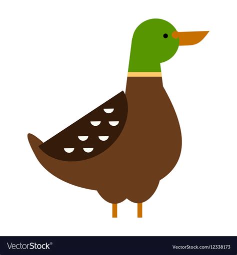 Drake duck Royalty Free Vector Image - VectorStock