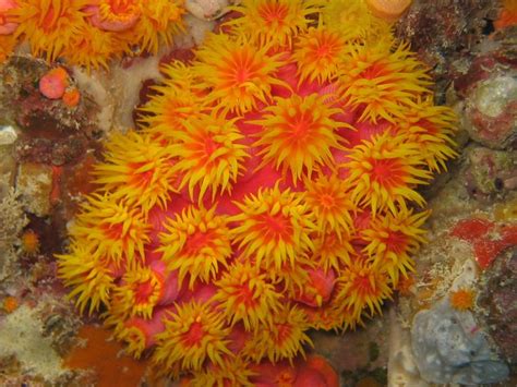 Coral Plant Ocean Hardy Reef Photo Reefs | Coral reef plants, Coral ...