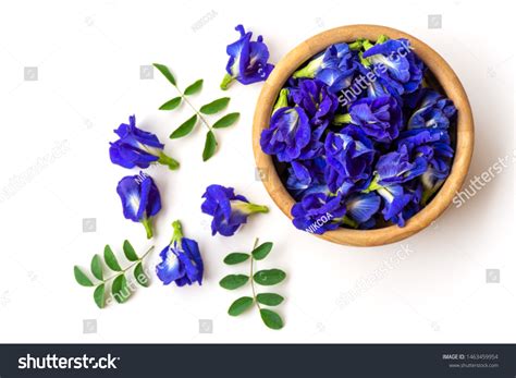 35,128 Blue pea flowers Images, Stock Photos & Vectors | Shutterstock