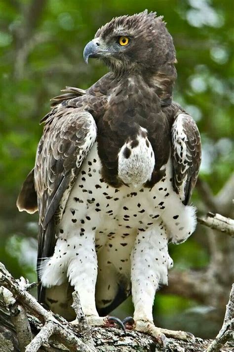 408 best The Eagle Has Landed images on Pinterest | Birds of prey ...