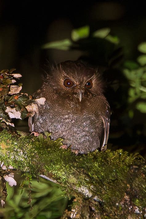 Long-whiskered Owlet (Xenoglaux loweryi) | Jose Antonio Padilla Reyes ...