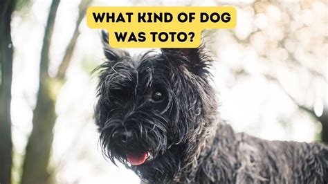 What Kind of Dog was Toto?