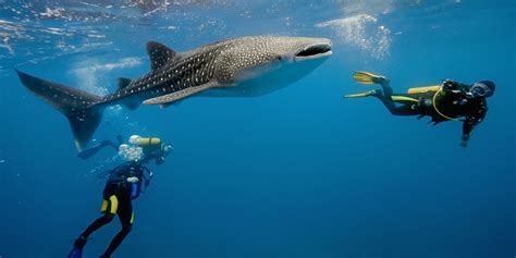 How Far Would You Go to Dive with Whale Sharks? - Travelogues from ...