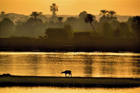 Nile Lechwe Walking Along Nile River at Sunset near Kom Ombo, Egypt ...