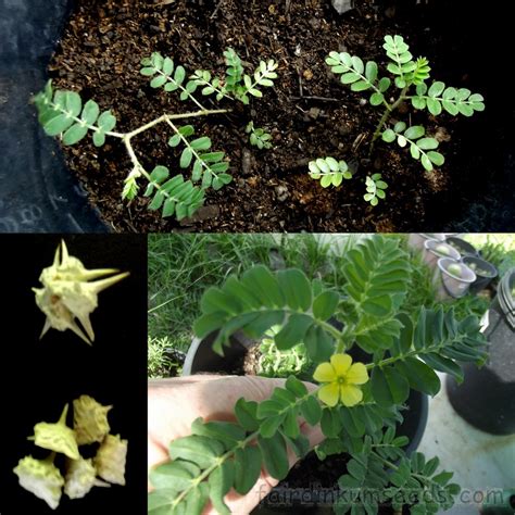 Tribulus Terrestris Puncture Vine Libido Herb Seeds | Fair Dinkum Seeds