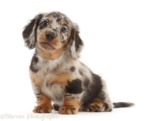 Dog: Long-haired Dapple Dachshund puppy, 7 weeks old photo WP49201