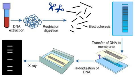 DNA Fingerprinting : Steps & Applications | Infinity learn