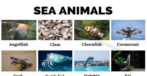 Sea Animals: Names of 37 Animals Live in the Ocean (with Pictures ...