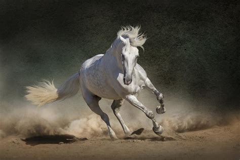 Mustang Horse Breed Information, History, Videos, Pictures