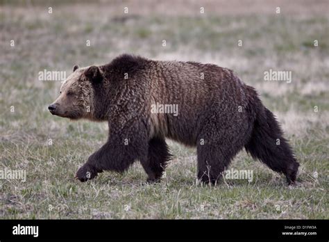 Grizzly bear (Ursus arctos horribilis) walking, Yellowstone National ...