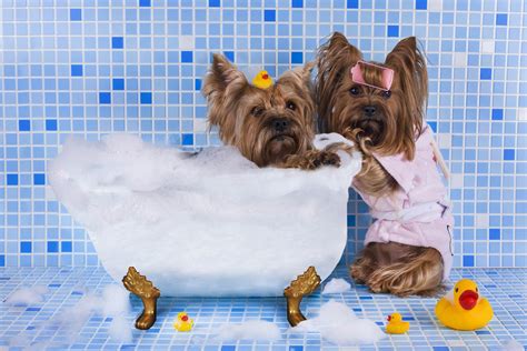 HD Dog Bathing Funny Wallpaper | Download Free - 138658