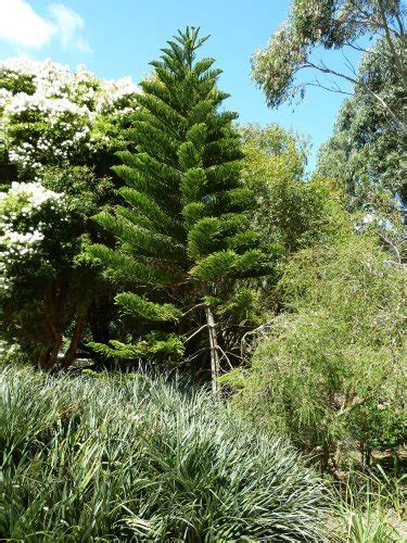 Araucaria columnaris - Les Taxinomes