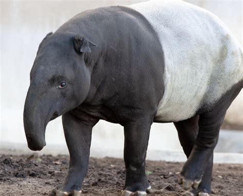 Tapir | San Diego Zoo