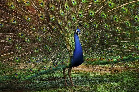 Here're 10 of the Most Colorful Birds From Around The World