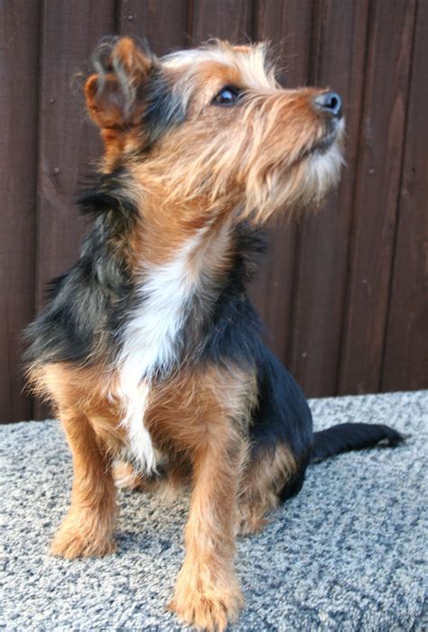 Top 7 Yorkie Mix Breeds - Yorkie.Life