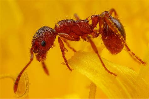 Myrmica rubra - Colonie avec Reine et Ouvrières | Fourmiculture