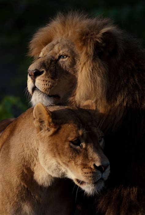 Lion Couples