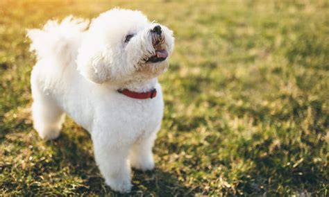 Bichon Frise Breed: Characteristics, Care & Photos | BeChewy