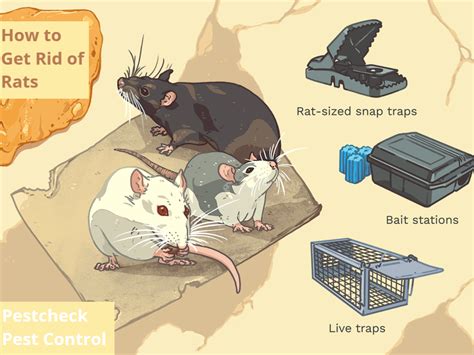 How to Get Rid of Rats in Vancouver | Rat Exterminator | Pestcheck