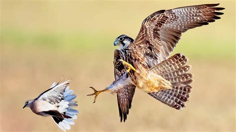 Falcon Catches Dove in Mid-Air