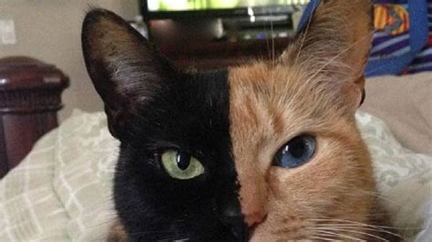 Venus the cat appears to have 2 faces