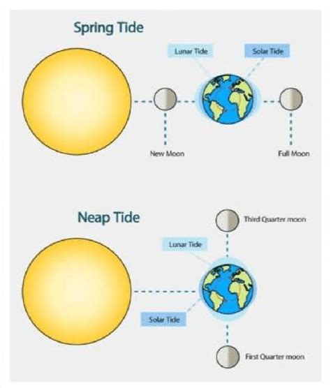 Shows Spring tide & Neap tide position | Download Scientific Diagram