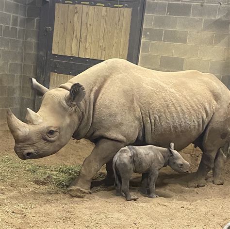 Baby Rhino Born at Little Rock Zoo | Little Rock Zoo