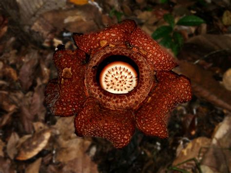 Bunga Rafflesia | tempatnya di kinabalu park, Sabah | jing er sia | Flickr