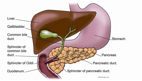 Liver Pancreas Diagram