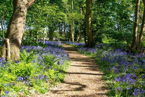 Beautiful Bluebell Woods Norfolk - East Anglia Family Fun