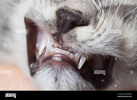 Baby teeth in a small kitten. Dentistry for cats, close-up Stock Photo ...