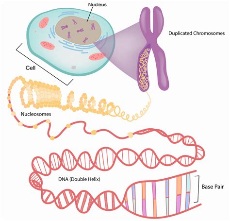 Where Is Dna Contained In Eukaryotic Cells