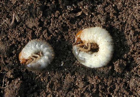 White Larvae In Garden Soil | Fasci Garden