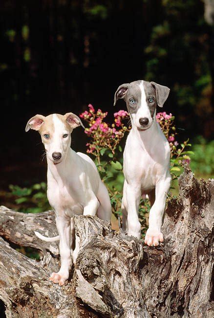 Polish Greyhound : History, Temperament, Care, Training, Feeding & Pictures