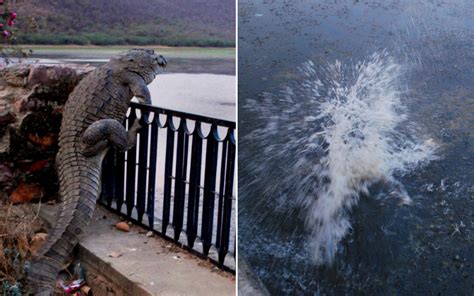 Crocodile Climbs 4ft Fence In Rajasthan India In Terrifying Photo ...