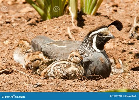 California Quail And Chicks Royalty Free Stock Photos - Image: 19517278