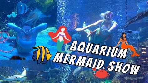 Aquarium Mermaid Show Silverton Casino Las Vegas | Mermaid Cove ...