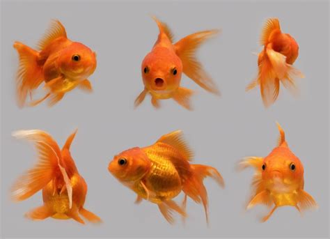 How to Take Care of Goldfish | PetMD