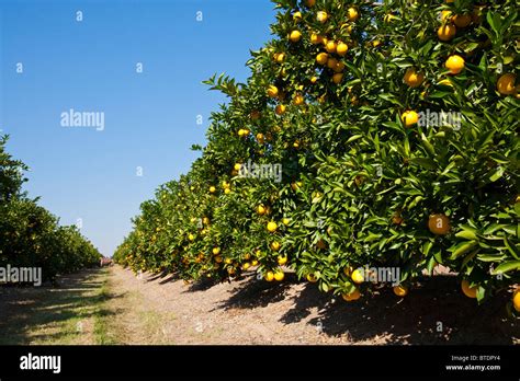 Citrus orchard with ripening oranges Stock Photo - Alamy