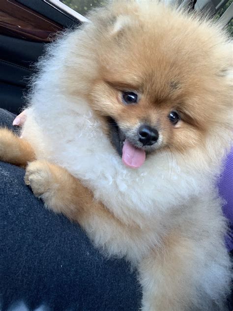 Pomeranian Puppies For Sale | Orlando, FL #304143