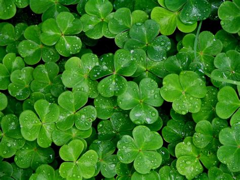 Wallpapers Shamrock - Wallpaper Cave