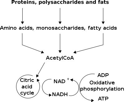 Catabolism | Definition, Process & Examples - Video & Lesson Transcript ...