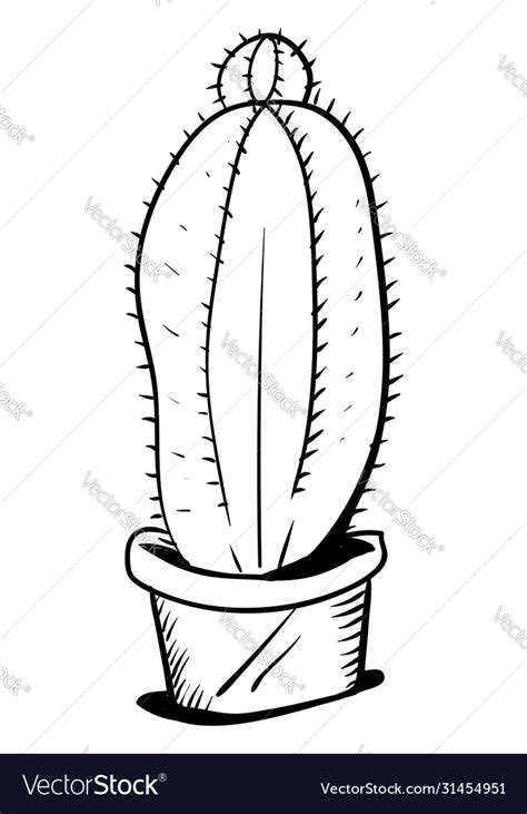 Cactus in pot drawing on white background Vector Image